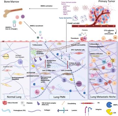 Weaving the nest: extracellular matrix roles in pre-metastatic niche formation